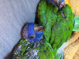 Hand-Reared Rainbow Lorikeets