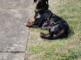 Mini dash hound