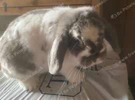 Mini lop female age 4.