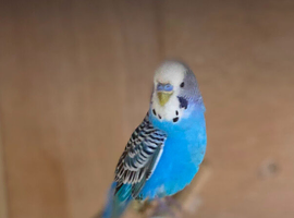 Wanted - Budgies