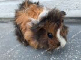Beautiful Baby Girl Guinea Pigs