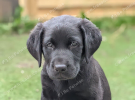Labrador male