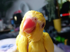 Baby female Indian ringneck