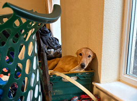 Young male lurcher