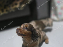 Miniature Long Haired Dachshund Puppies