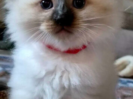 Rag dollmale kitten 10 weeks