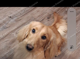 Longhaired male dachshund