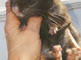 Lovely 4-Month-Old Brown Chinchilla Looking for a New Home!