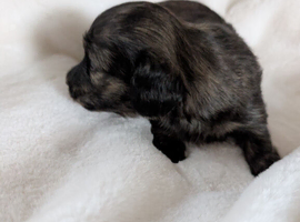 Stunning brindle girl
