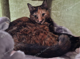 Gorgeous tortoiseshell girl