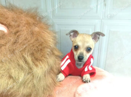 Chihuahua lovely and kind to cats
