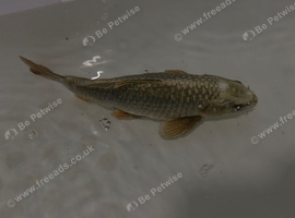 Ghost koi