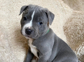 Blue staffordshire bull terrier puppies