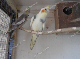12 WEEK OLD PAIR READY TO TAME or breed