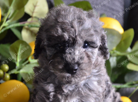 Miniature poodle pups