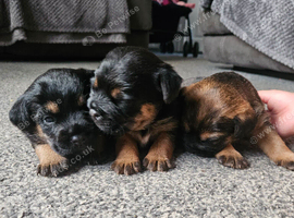 Border terrier puppies