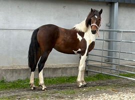 Stunning Yearling Part-bred Skewbald Filly