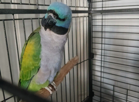Derbyan female