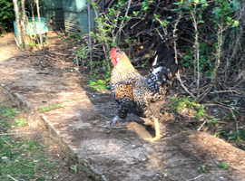 Healthy hand reared cockerel