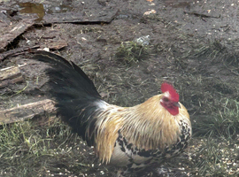 3 bantams (COCKERELS)