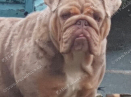Female British bulldog for sale