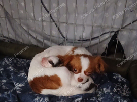 Lovely little boy