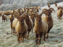 Castkemilk moorits