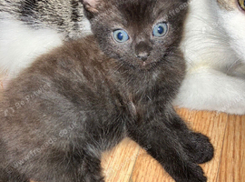 Blacky brown boy kitten