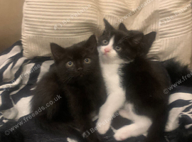 Adorable black and white kittens