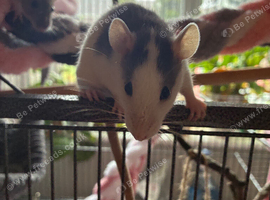 Baby rats
