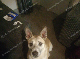 Akitia mixed greyhound