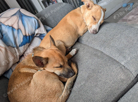 5 months old jack Russell