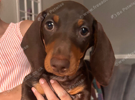 Chocolate &Tan Dachshund Pups