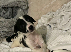 Whippet collie boy 10 week old today
