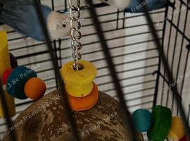 Baby lovebirds