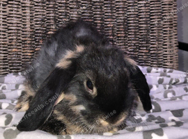 Theo-thumper