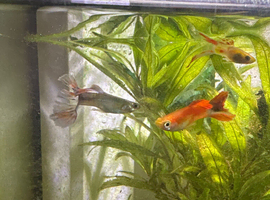 Guppy fry for sale