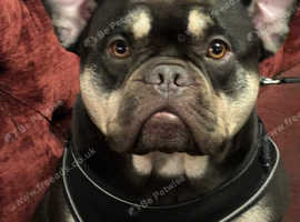 Tribreed French bulldog ready to stud
