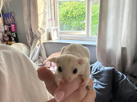 3 stunning sugar gliders mom dad and son
