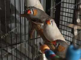 6 zebra finches Two proven pairs of finches and two additional female finches