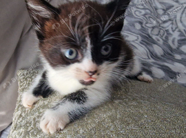 Kitten