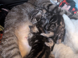 Kittens