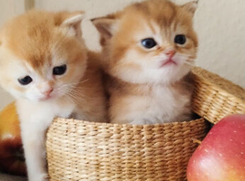 Beautiful Golden kittens