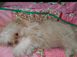 4 months shih tzu asap!!!