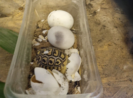 Baby reports torts