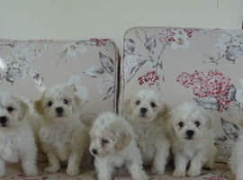 Beautiful Bichon Frise Puppies