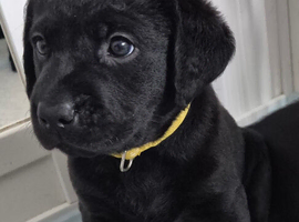 Beautiful KC Labrador Puppies