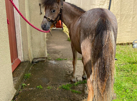 Beautiful yearling miniature spotted colt for sale