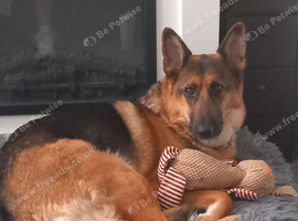 5 yr Old Needs a home