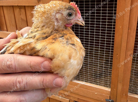Pekin bantam cockerels
